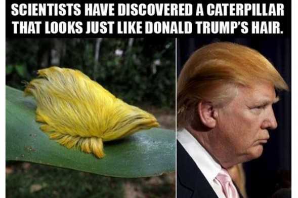 Scientists Have Discovered A Caterpillar That Looks Just Like Donald Trump's Hair Funny Picture