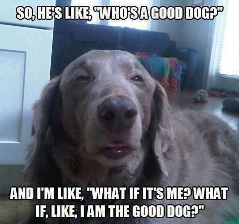 So, He's Like, 'Who's A Good Dog And I Am Like, 'What If It's Me Funny Dog Meme Image