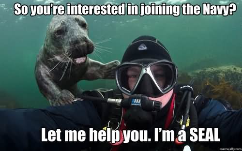 So You Are Interested In Joining The Navy Let Me Help You I Am Seal Funny Swimming Meme Image