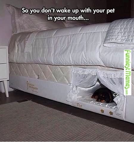 So You Don't Wake Up With Your Pet In Your Mouth Funny Mouth Meme Image