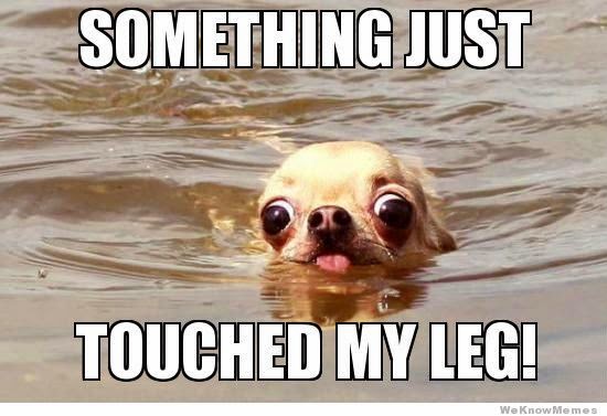 Something Just Touched My Leg Funny Swimming Meme Image