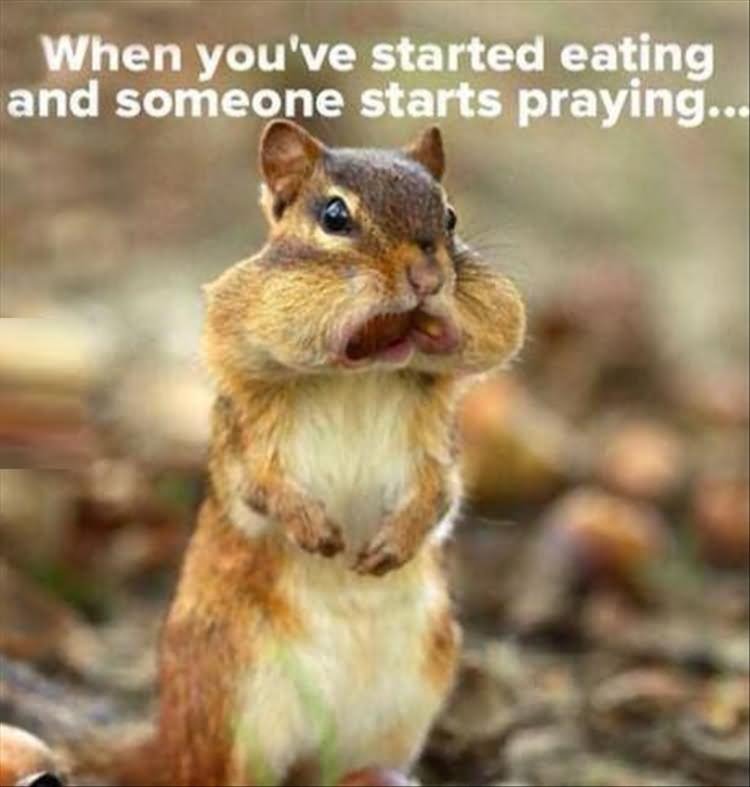 Squirrel Eating Funny Meme Photo