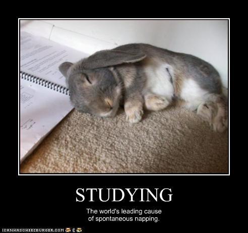 Studying The World's Leading cause Of Spontaneous Napping Funny Bunny Poster