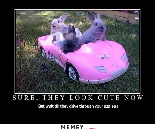 Sure They Look Cute Now But Wait Till Drive Through Your Azaleas Funny Bunny Meme Picture