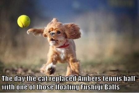 The Day The Cat Replaced Ambers Tennis Ball With One Of Those Floating Fushigi Balls Funny Tennis Meme Image