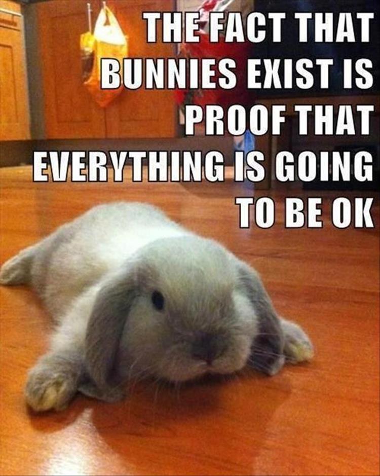 The Fact That Bunnies Exist Is Proof That Everything Is Going To Be Ok Funny Bunny Meme Image