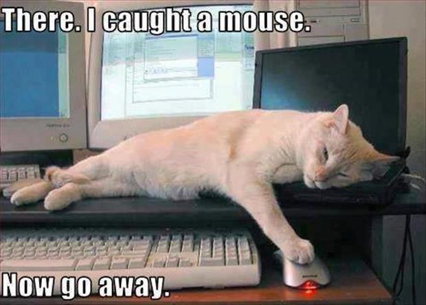There I Caught A Mouse Now Go Away Funny Mouse Meme Image