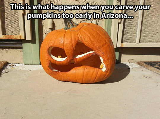 This Is What Happens When You Carve Your Pumpkins Too Early In Arizona Funny Pumpkin Meme Image