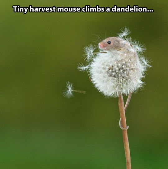 Tiny Harvest mouse Climbs A Dandelion Funny Mouse Meme Image