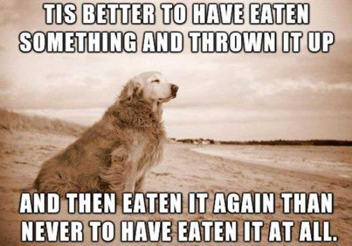 Tis Better To Have Eaten Something And Thrown It Up Funny Dog Meme Image