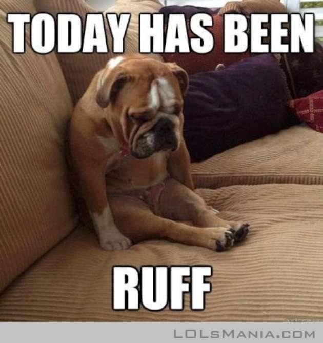 Today Has Been Ruff Funny Dog Meme Image