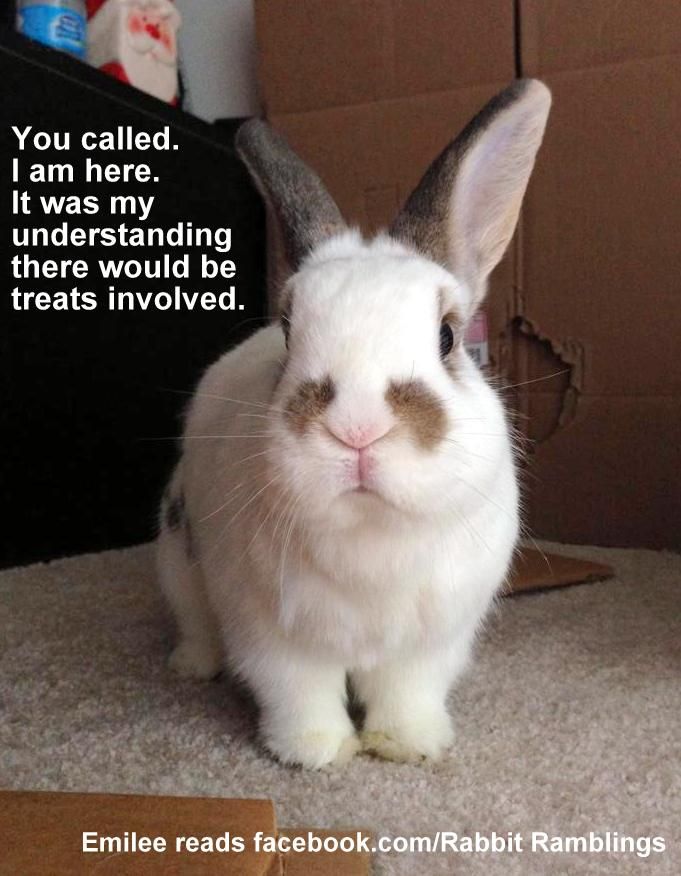 Very Funny Bunny Meme Picture For Whatsapp