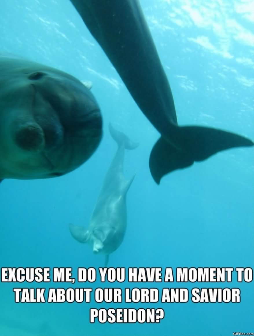 Very Funny Dolphin Meme Picture