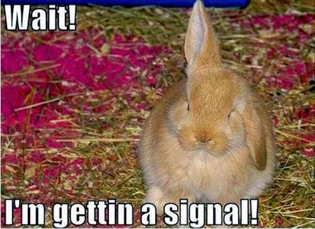 Wait I Am Gettin A Signal Funny Bunny Meme Image