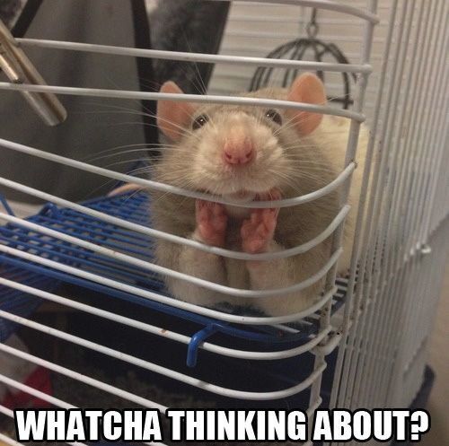 Watcha Thinking About Funny Mouse Meme Image