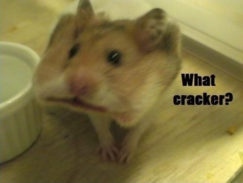 What Cracker Funny Mouse Meme Photo