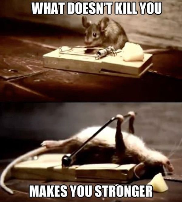What Doesn't Kill You Makes You Stronger Funny Mouse Meme Picture