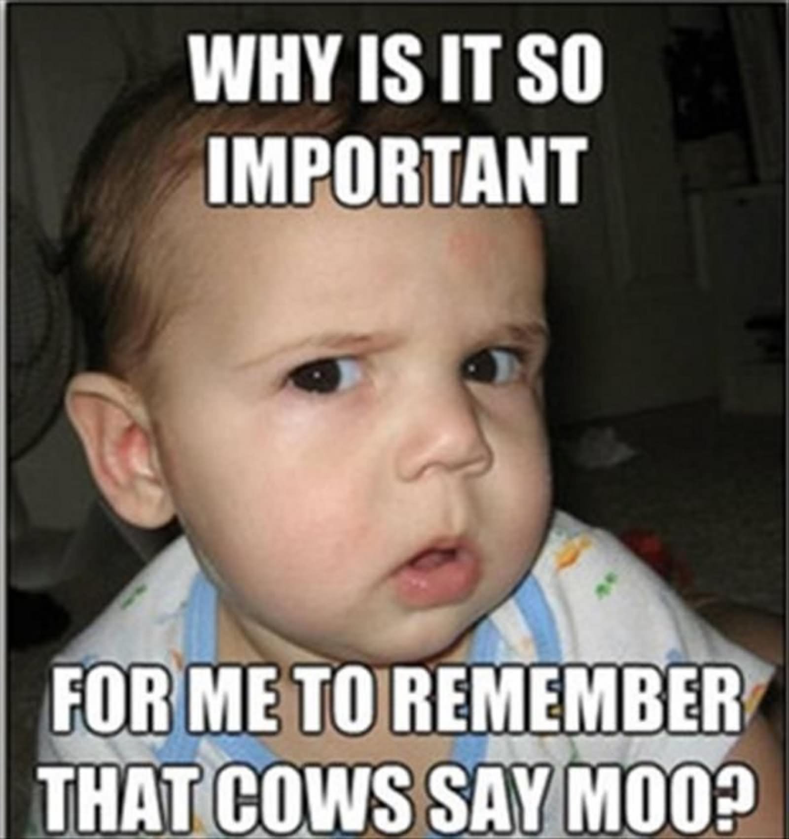 Why Is It So Important For Me To Remember That Cows Say Moo Funny Baby Girl Meme Picture