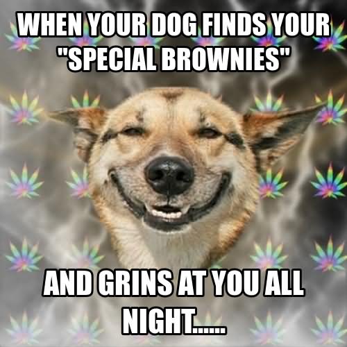 When You Dog Finds Your Special Brownies And Grins At You All Night Funny Dog Meme Image