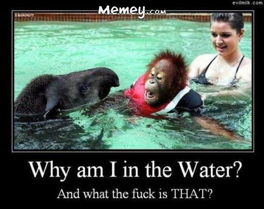 Why Am I In The Water And What The Fuck Is That Funny Swimming Meme Picture