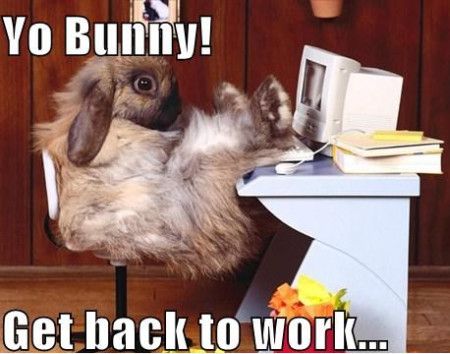 Yo Bunny Get Back To Work Funny Bunny Meme Image For Whatsapp