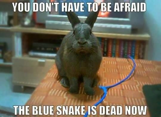 You Don't Have To Be Afraid The Blue Snake Is Dead Now Funny Bunny Meme Picture