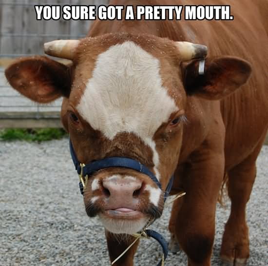 You Sure Got A Pretty Mouth Funny Mouth Meme Image