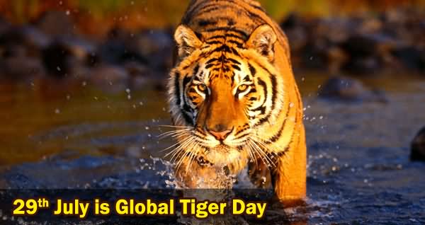 29th July Is Global Tiger Day