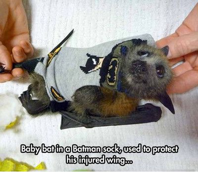 Baby Bat In A Batman Sock Used To Protect His Injured Wing Funny Bat Meme Image