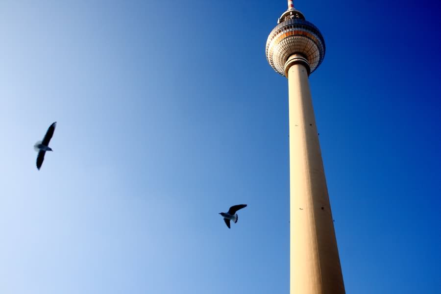 Birds Flying Near From The Fernsehturm Tower In Berlin