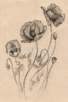 Black And White Poppy Flowers Tattoo Design
