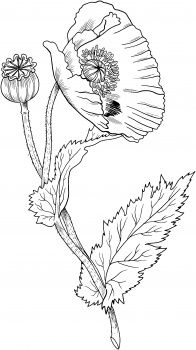 Black Outline Opium Poppy Tattoo Stencil