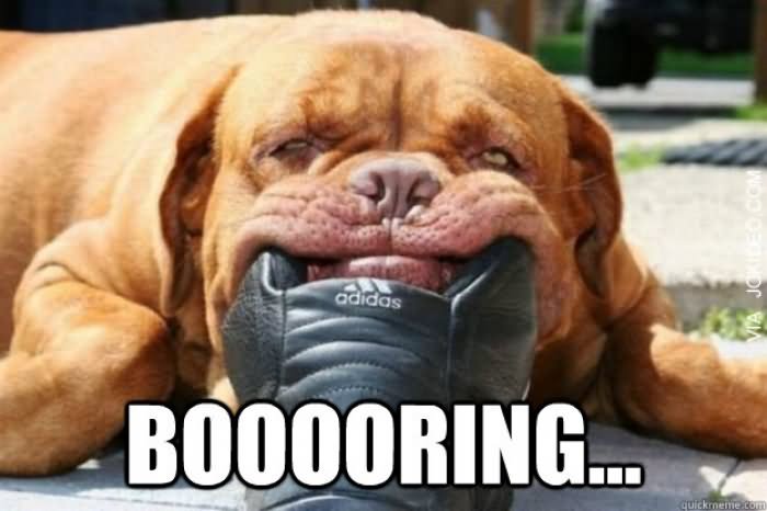 Booooring Dog Funny Photo