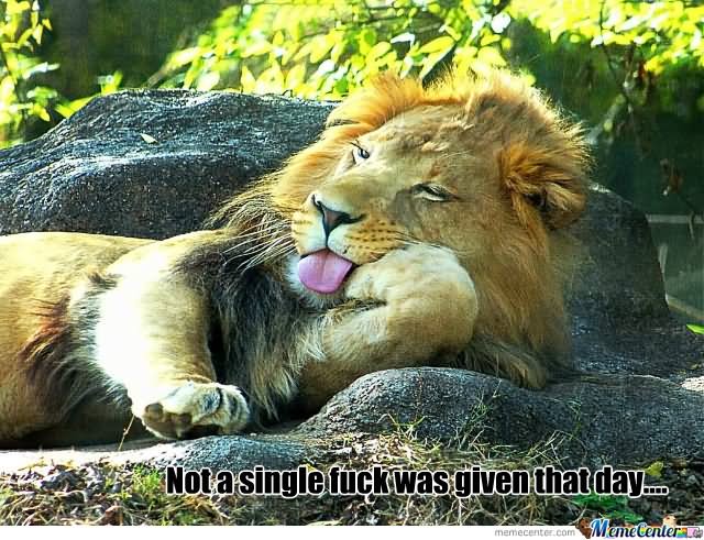 Bored Lion Very Funny Meme Image For Whatsapp