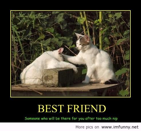 Cats Funny Best Friend Poster Image