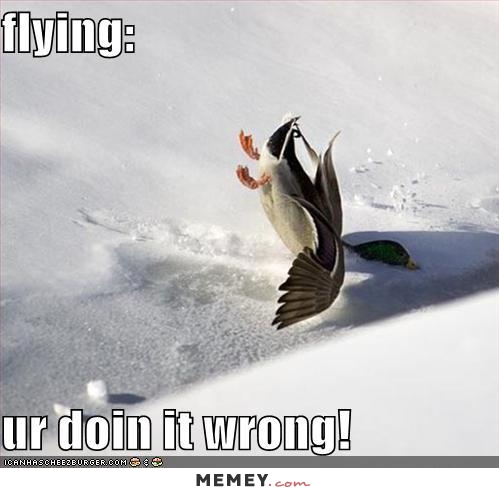 Duck Flying Fail Funny Meme Photo