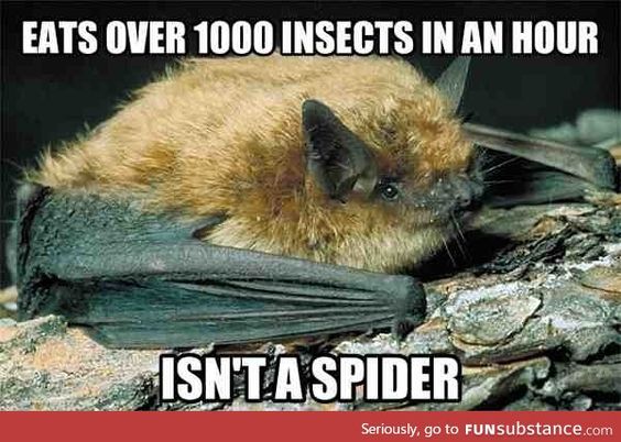 Eats Over 1000 Insects In An Hour Isn't A Spider Funny Bat Meme Picture