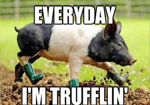 Everyday I Am Trufflin Funny Boots Meme Image