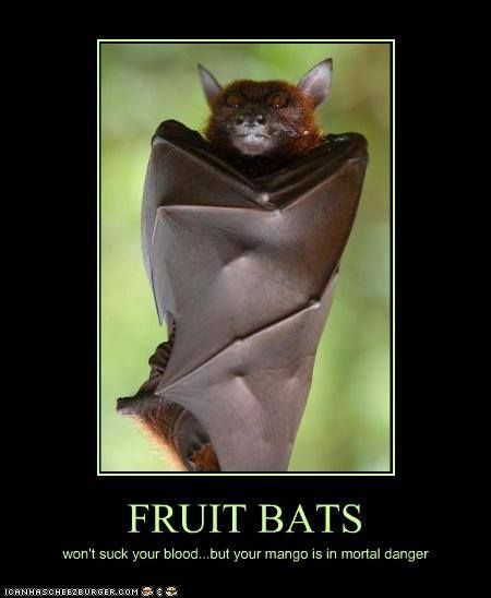 Fruit Bats Won't Suck Your Blood....But Your Mango Is In Mortal Danger Funny Bat Meme Image
