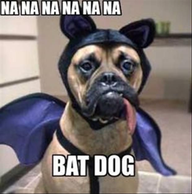 Funny Bat Dog Meme Image