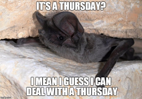 Funny Bat Meme It's A Thursday I Mean I Guess I Can Deal With A Thursday Picture