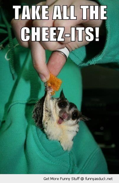 Funny Bat Meme Take All The Cheez-Its Picture