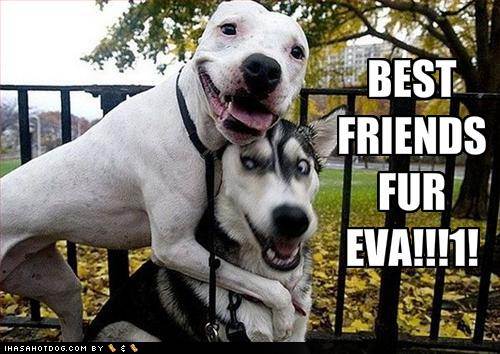 Funny Best Friend Dogs  Picture For Facebook