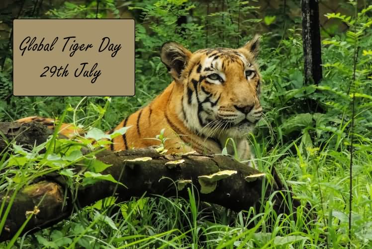 Global Tiger Day 29 July Image