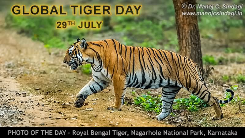 Global Tiger Day 29th July