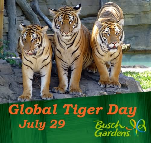 Global Tiger Day July 29