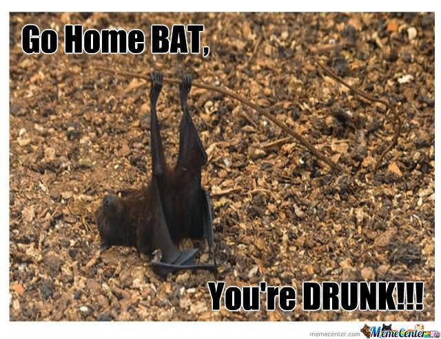Go Home Bat You Are Drunk Funny Bat Meme Picture