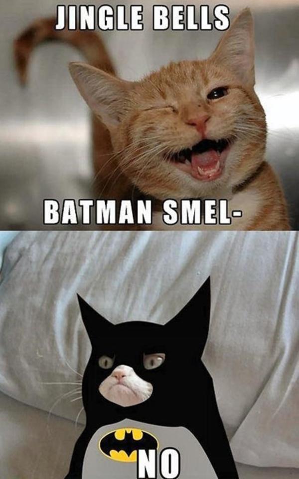 Grumpy Batman Cat Funny Meme Picture