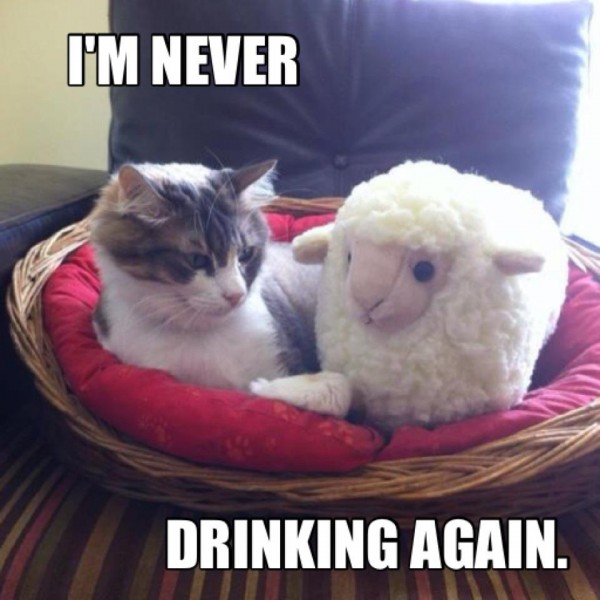 I Am Never Drinking Again Funny Bored Meme Picture