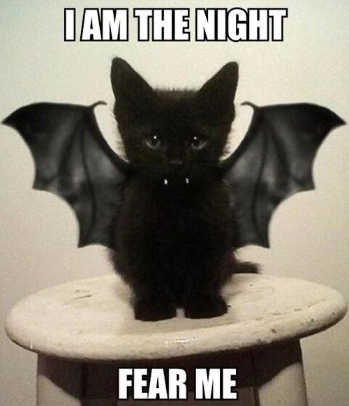 I Am The Night Fear Me Funny Bat Meme Picture